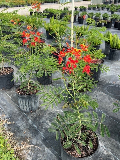 caesalpinia-pulcherrima-dwarf-poinciana-pride-of-barbados