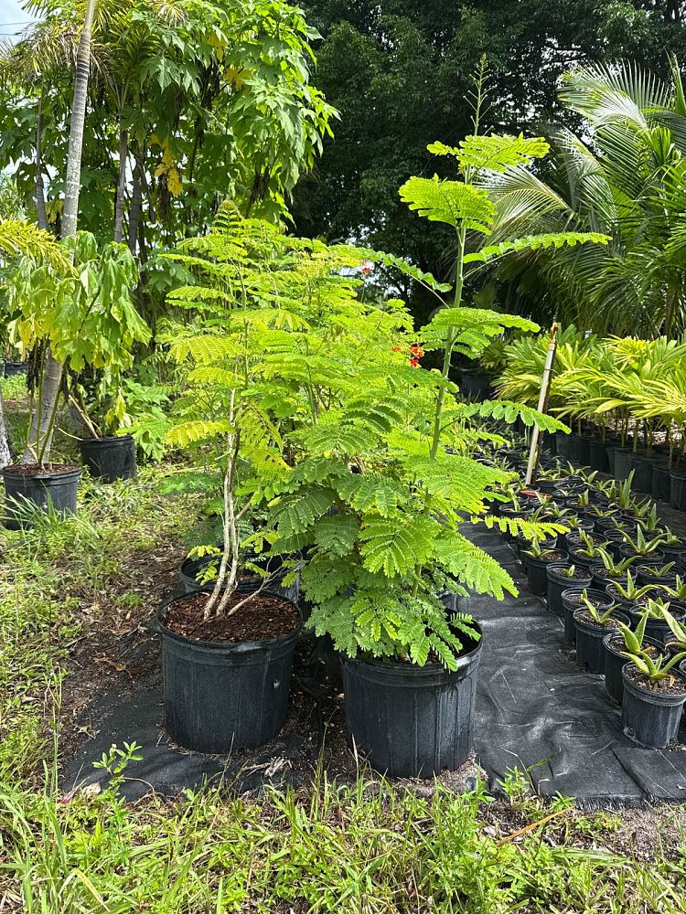 caesalpinia-pulcherrima-dwarf-poinciana-pride-of-barbados