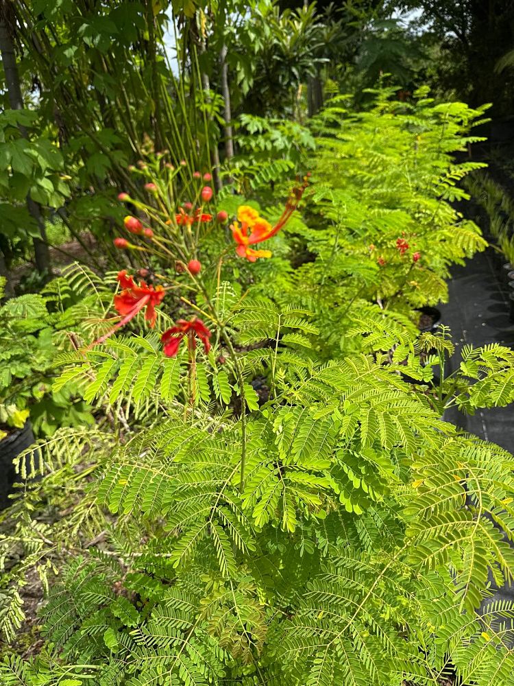 caesalpinia-pulcherrima-dwarf-poinciana-pride-of-barbados