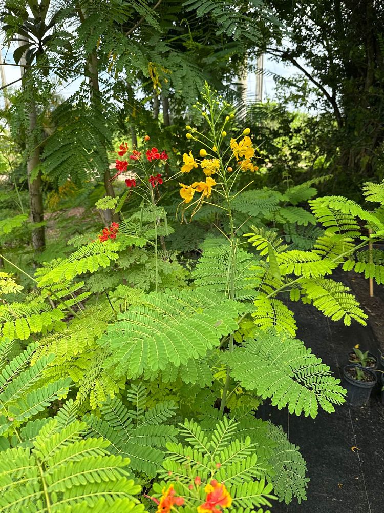 caesalpinia-pulcherrima-dwarf-poinciana-pride-of-barbados