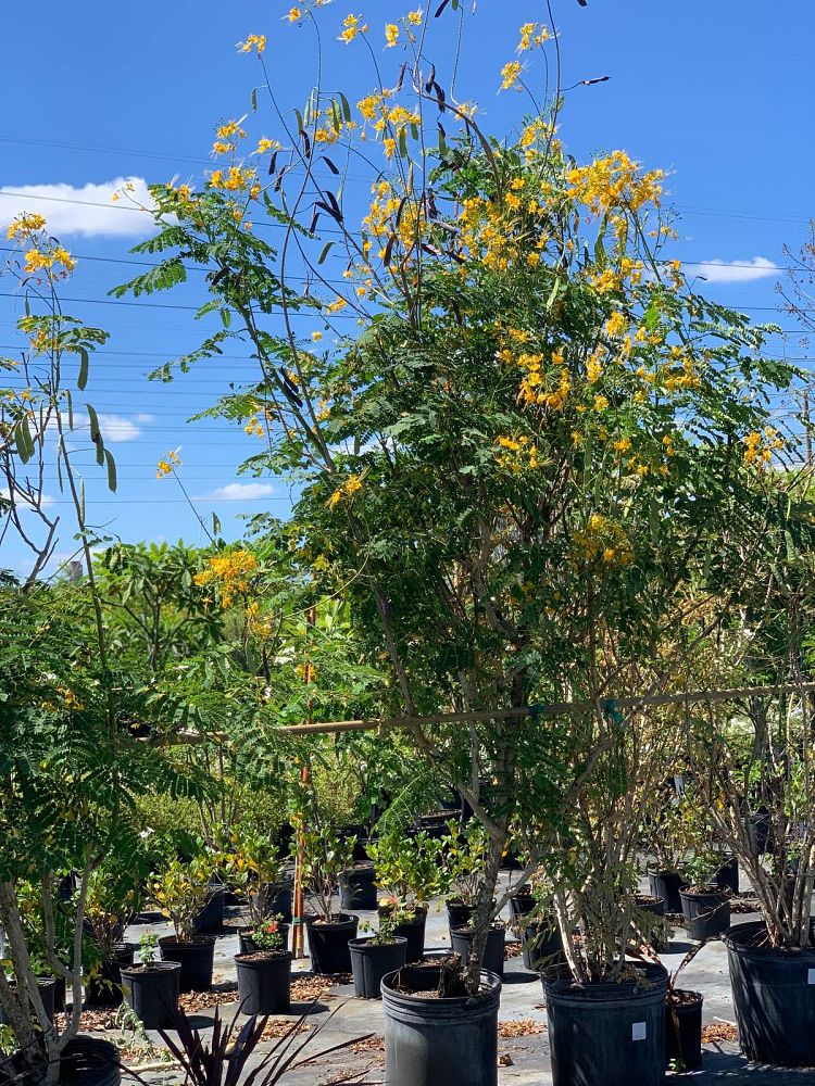 caesalpinia-pulcherrima-flava-dwarf-poinciana-pride-of-barbados