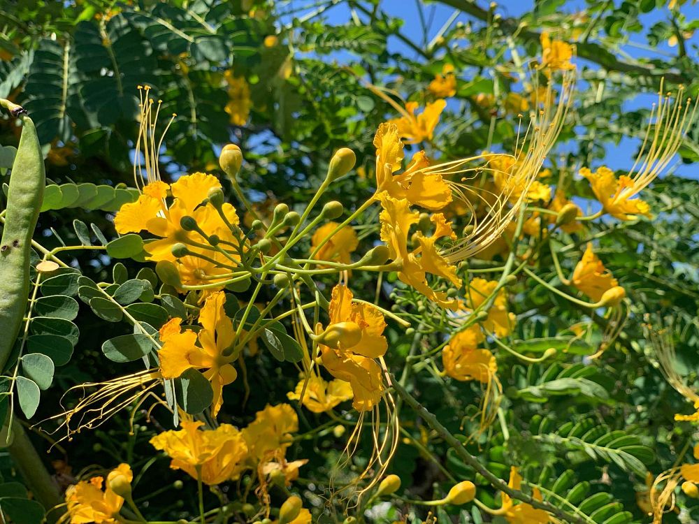 caesalpinia-pulcherrima-flava-dwarf-poinciana-pride-of-barbados