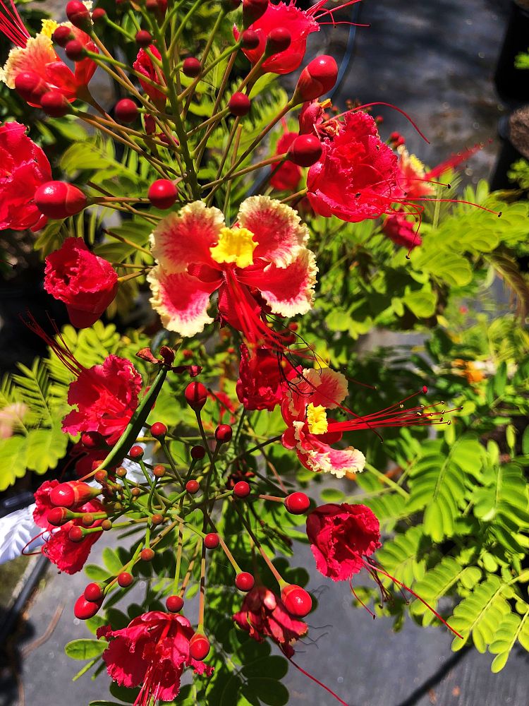 caesalpinia-pulcherrima-rosea-dwarf-poinciana-pride-of-barbados