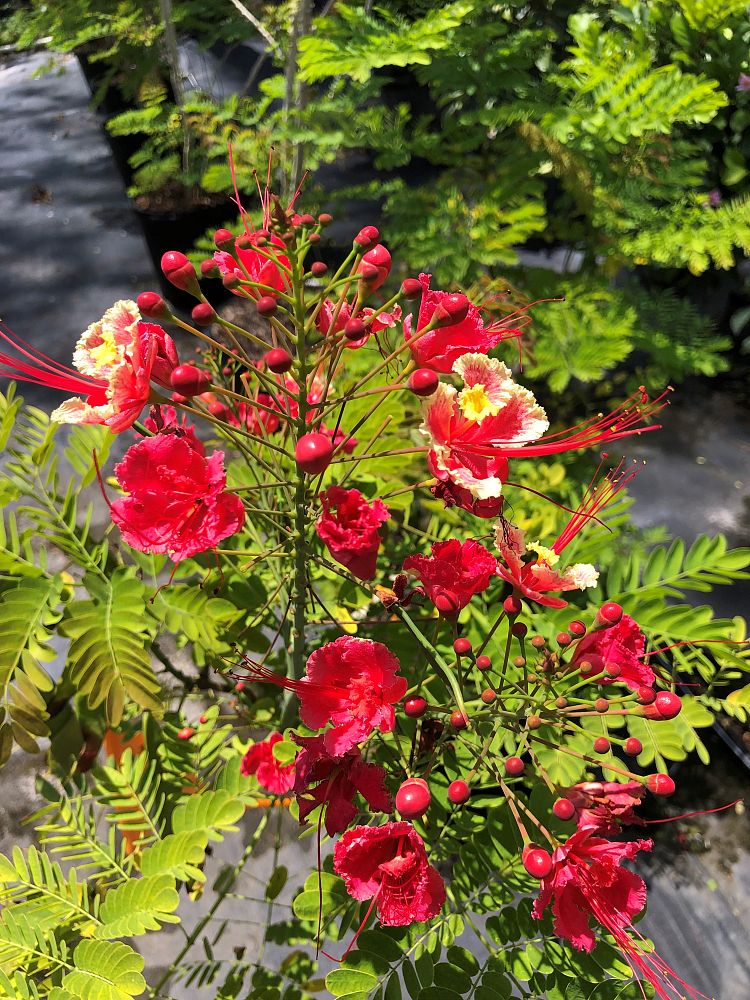 caesalpinia-pulcherrima-rosea-dwarf-poinciana-pride-of-barbados