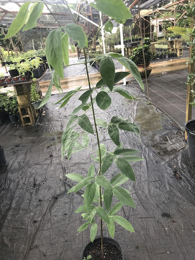 cajanus-cajan-pigeon-pea