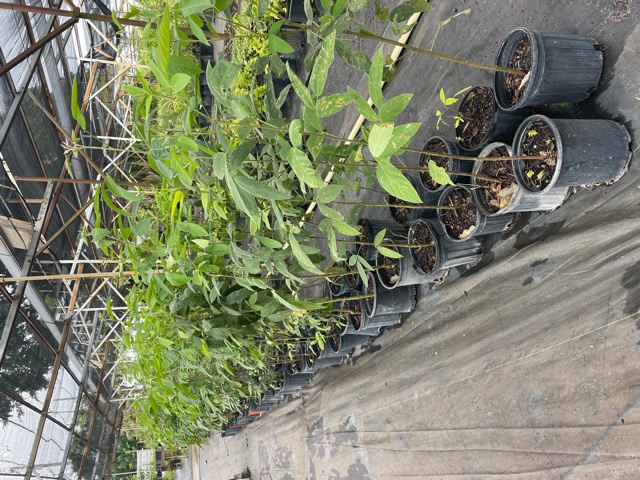 cajanus-cajan-pigeon-pea