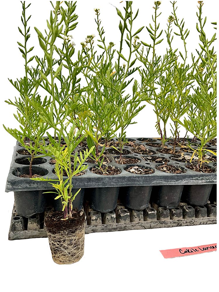 cakile-lanceolata-lanceolata-coastal-searocket