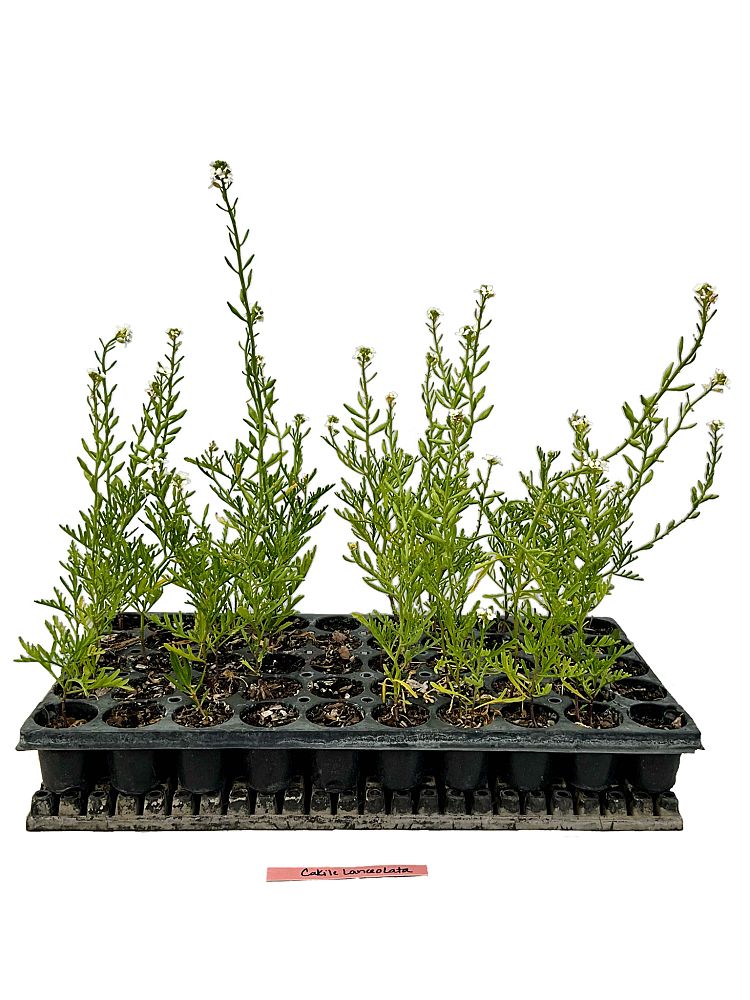 cakile-lanceolata-lanceolata-coastal-searocket