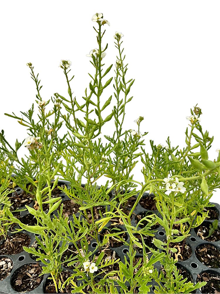 cakile-lanceolata-lanceolata-coastal-searocket