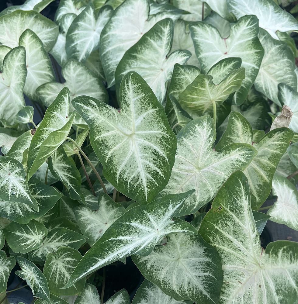 caladium-aaron