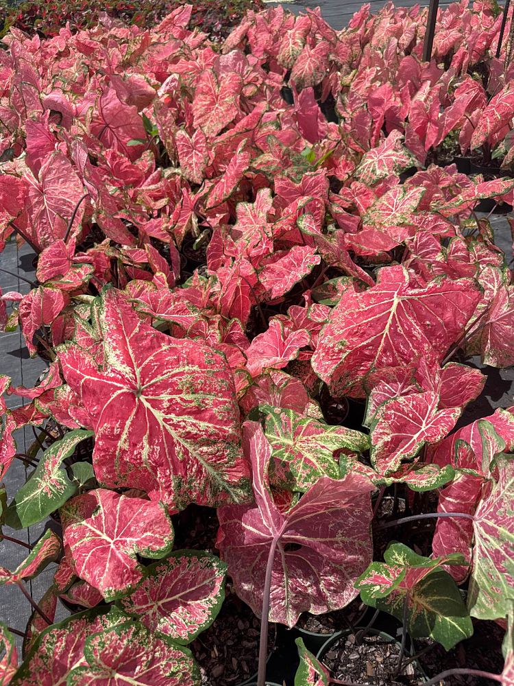 caladium-ballet-slipper