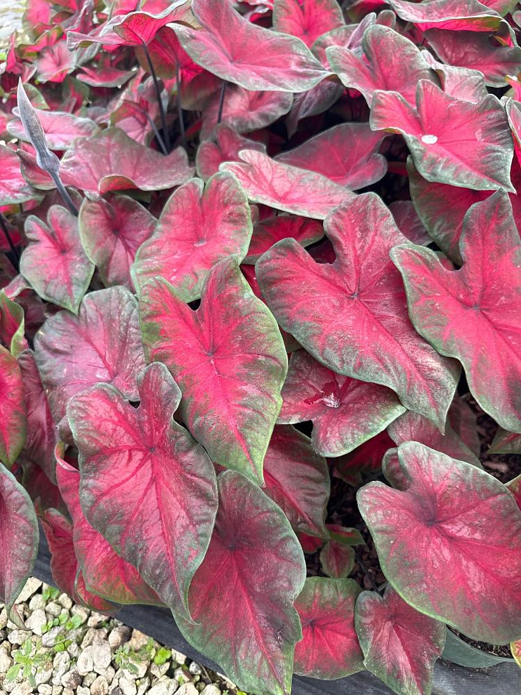 caladium-bicolor-postman-joyner