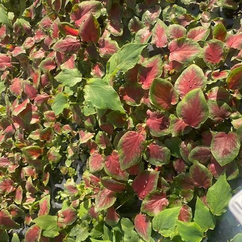 caladium-bicolor