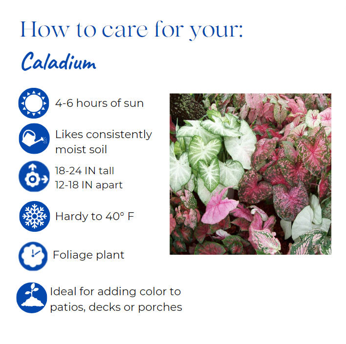 caladium-candyland
