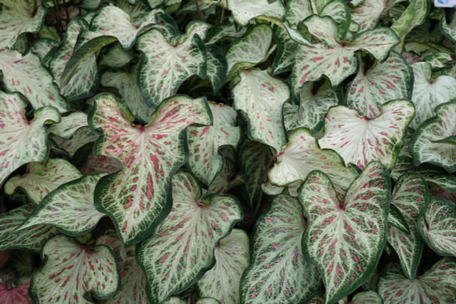 caladium-candyland