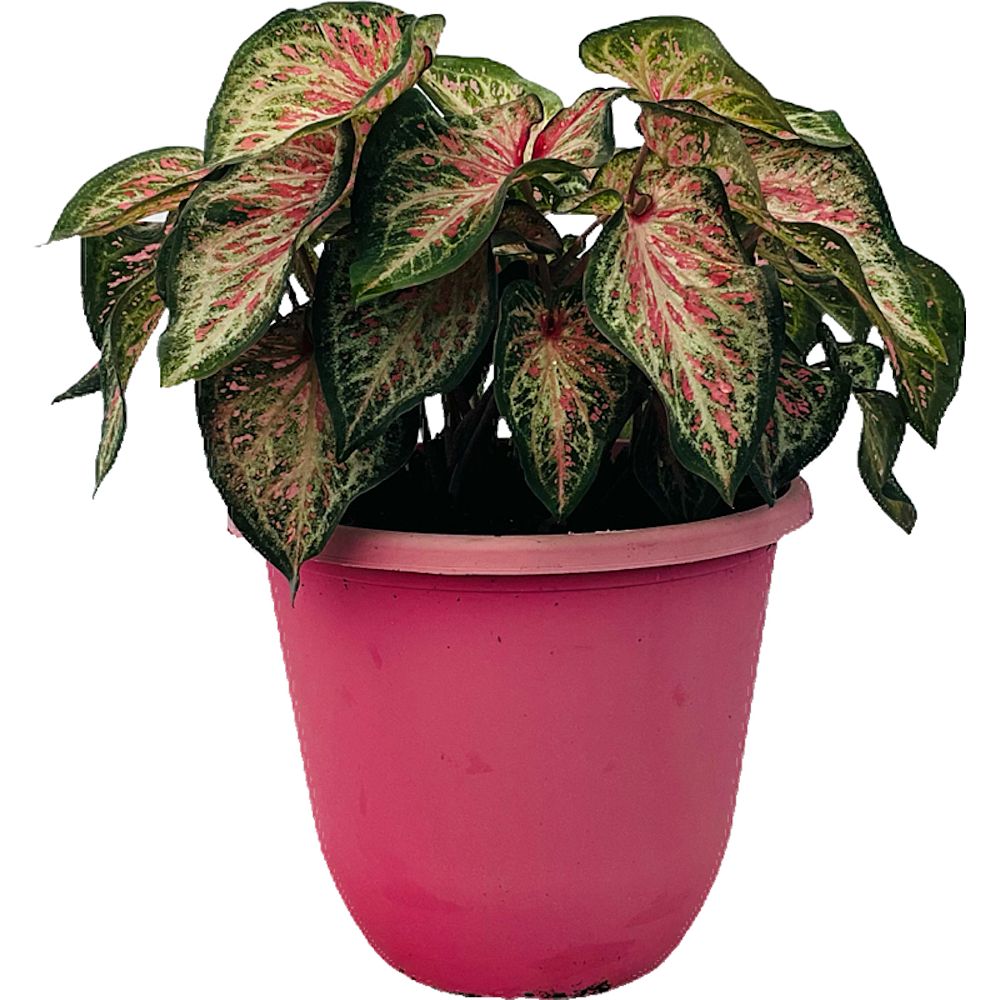 caladium-candyland