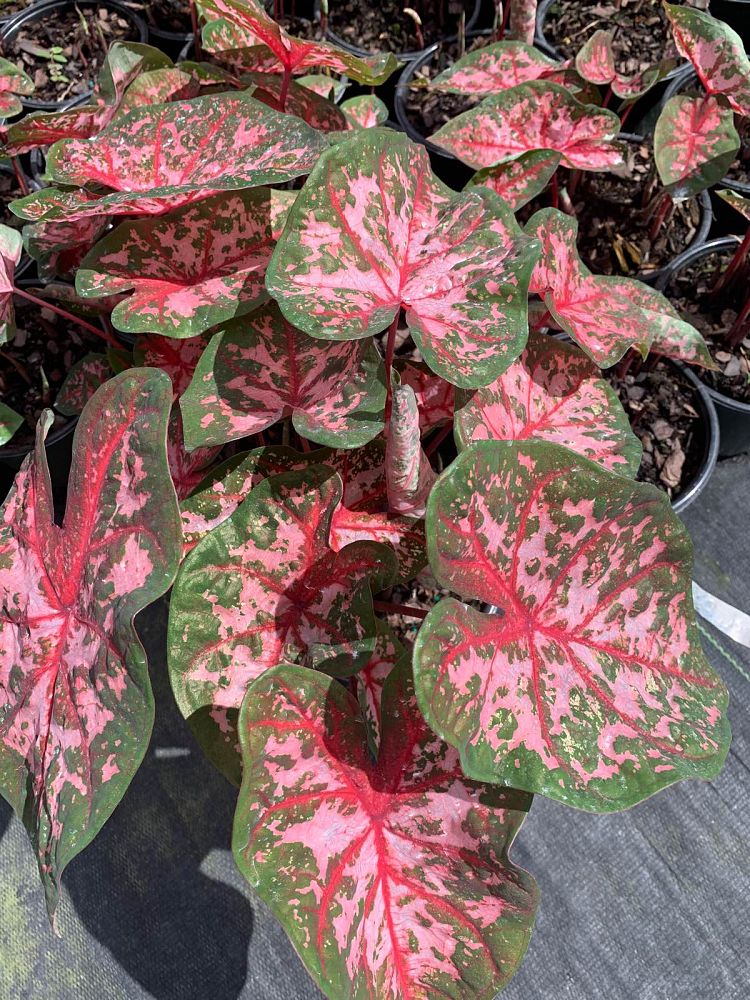 caladium-carolyn-whorton