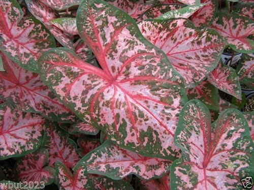 caladium-carolyn-whorton