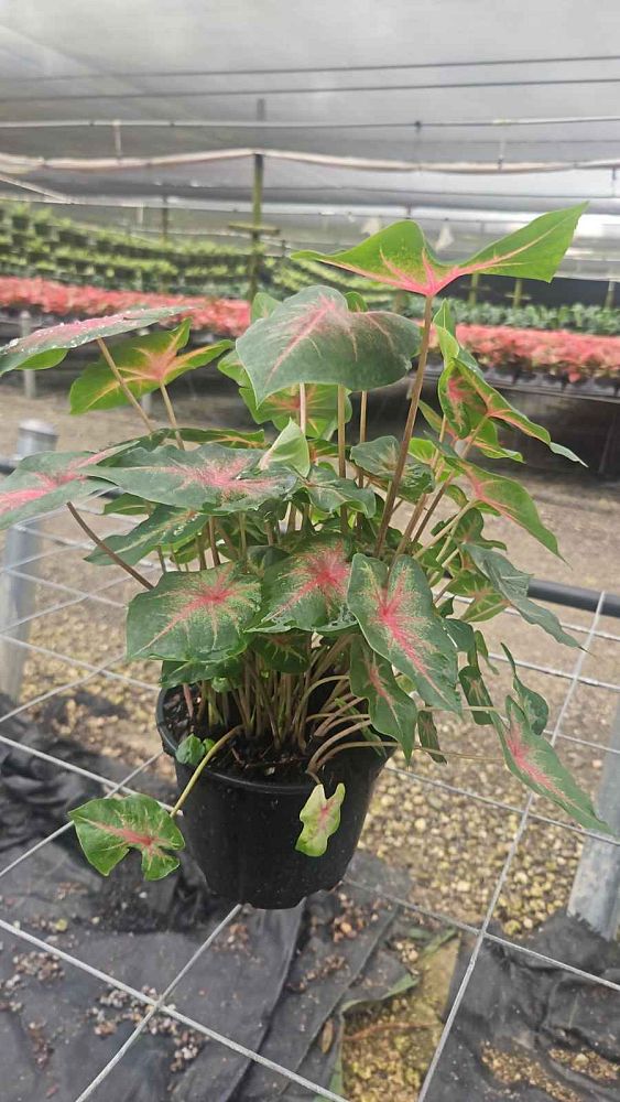 caladium-classic-pink