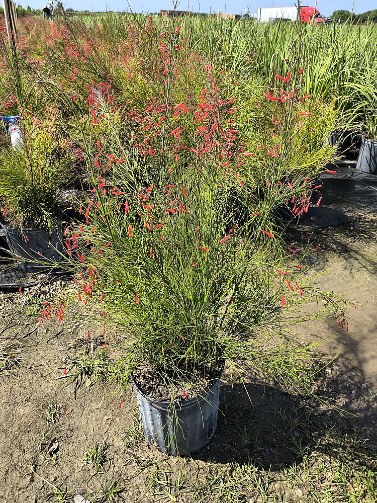 caladium-firecracker-red