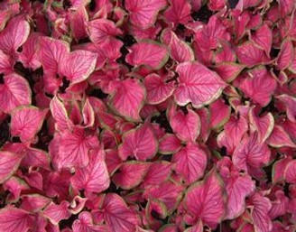 caladium-florida-sweetheart