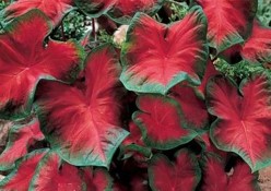 caladium-freida-hemple
