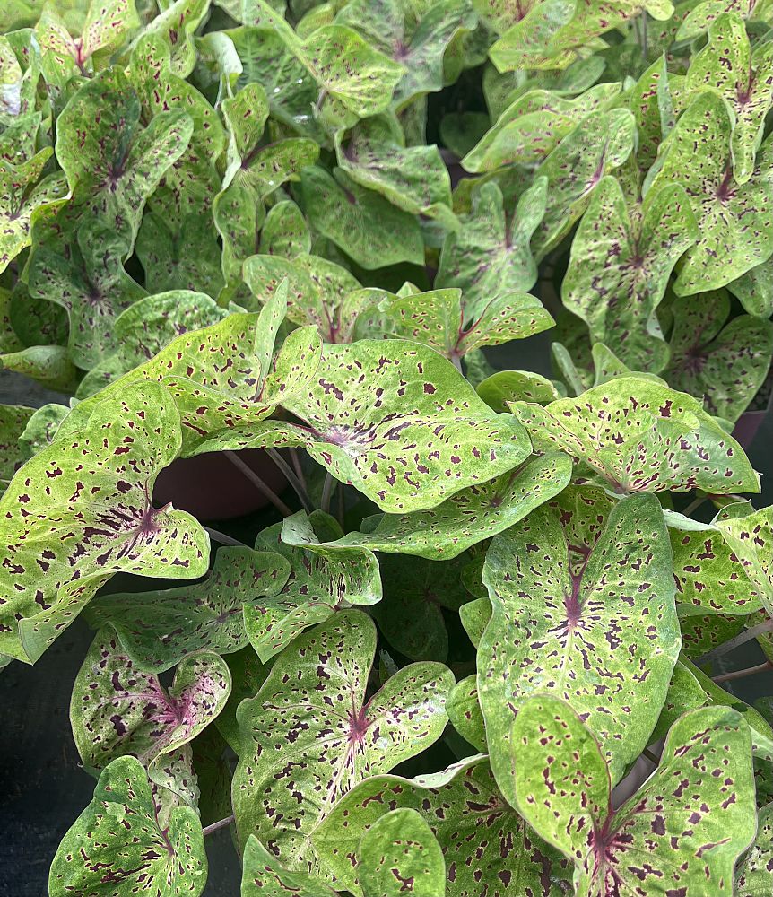 caladium-miss-muffet