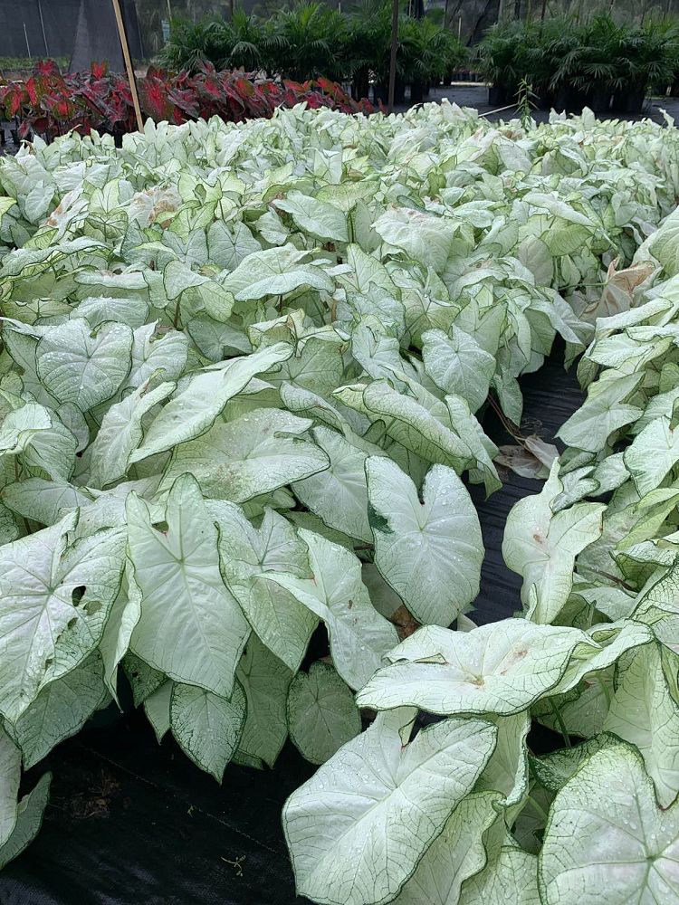 caladium-moonlight
