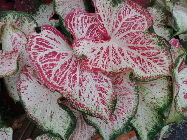 caladium-peppermint