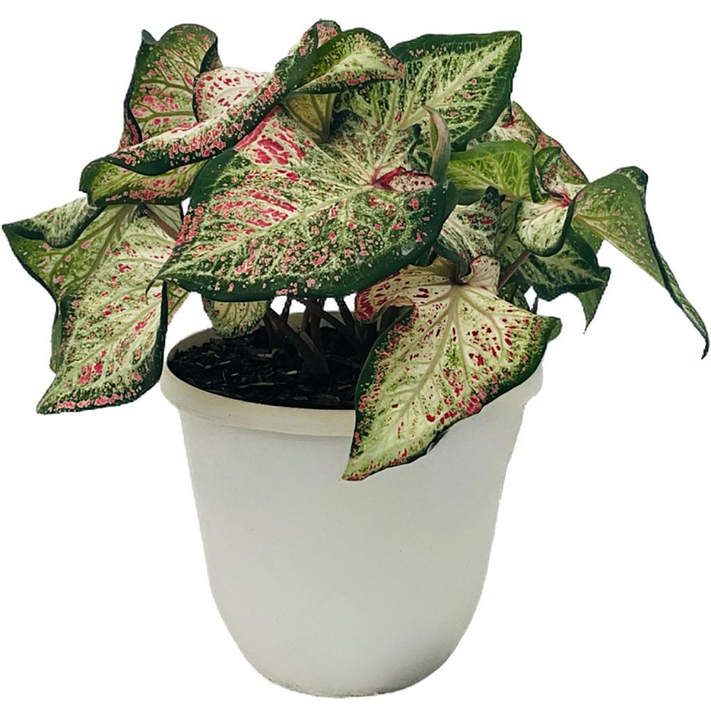 caladium-peppermint