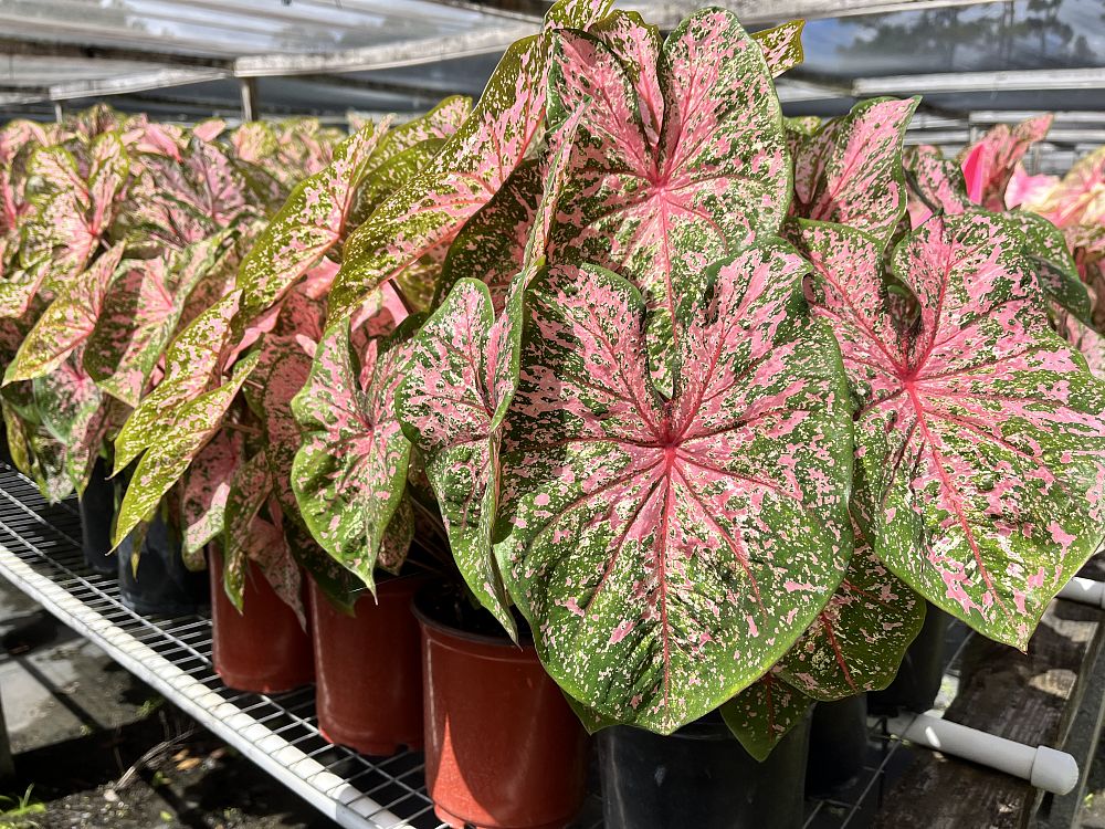 caladium-pink-beauty