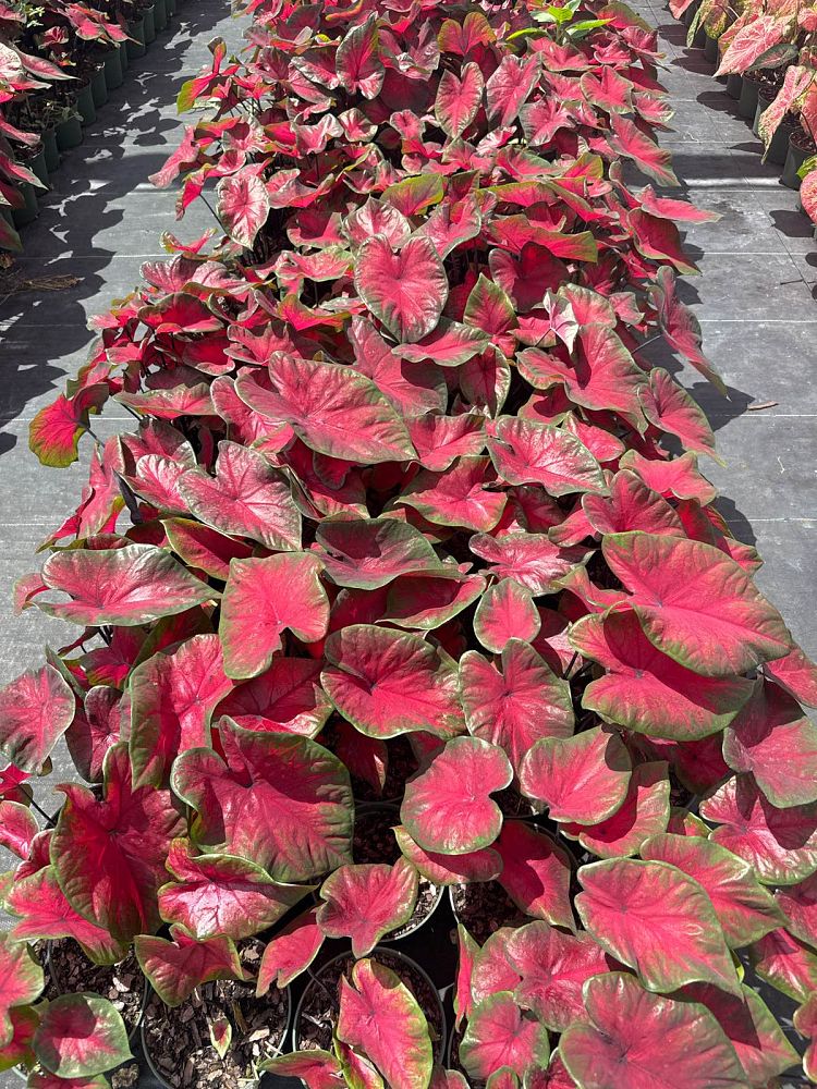 caladium-red-alert