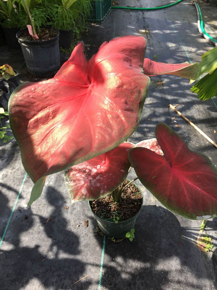 caladium-red-bellied-tree-frog-fancy-leafed-caladium-painted-frog-series