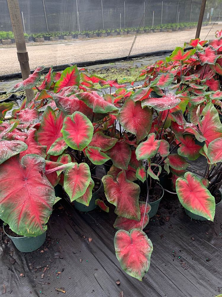caladium-red-flash