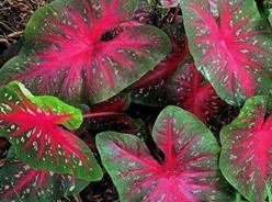 caladium-red-flash
