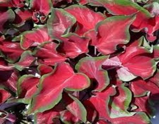 caladium-red-ruffles