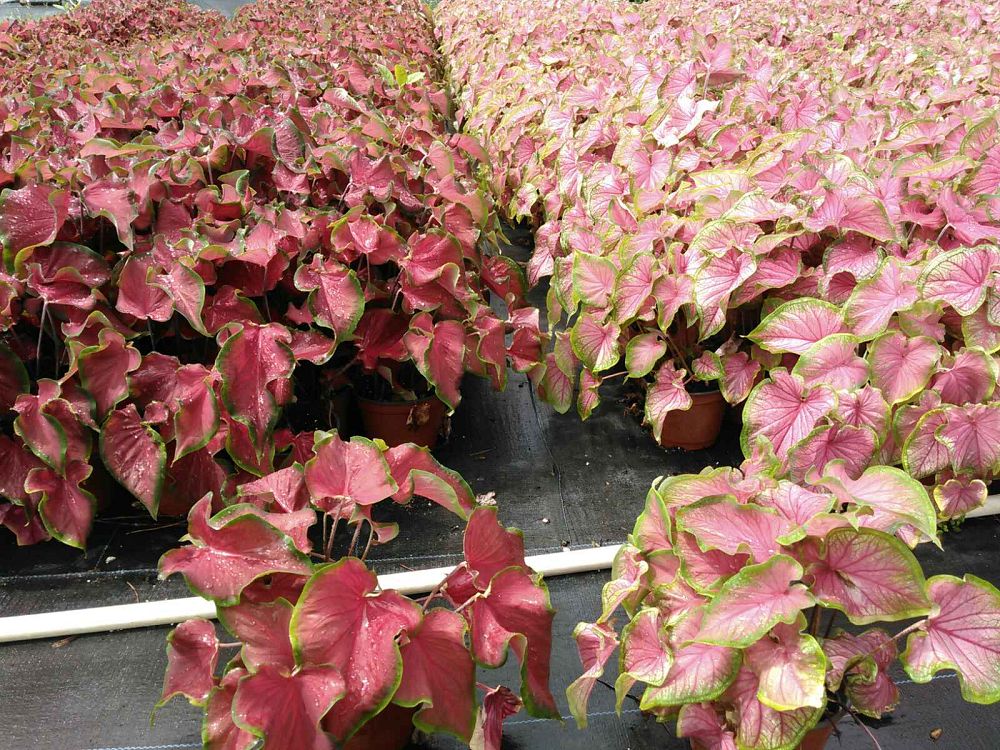 caladium