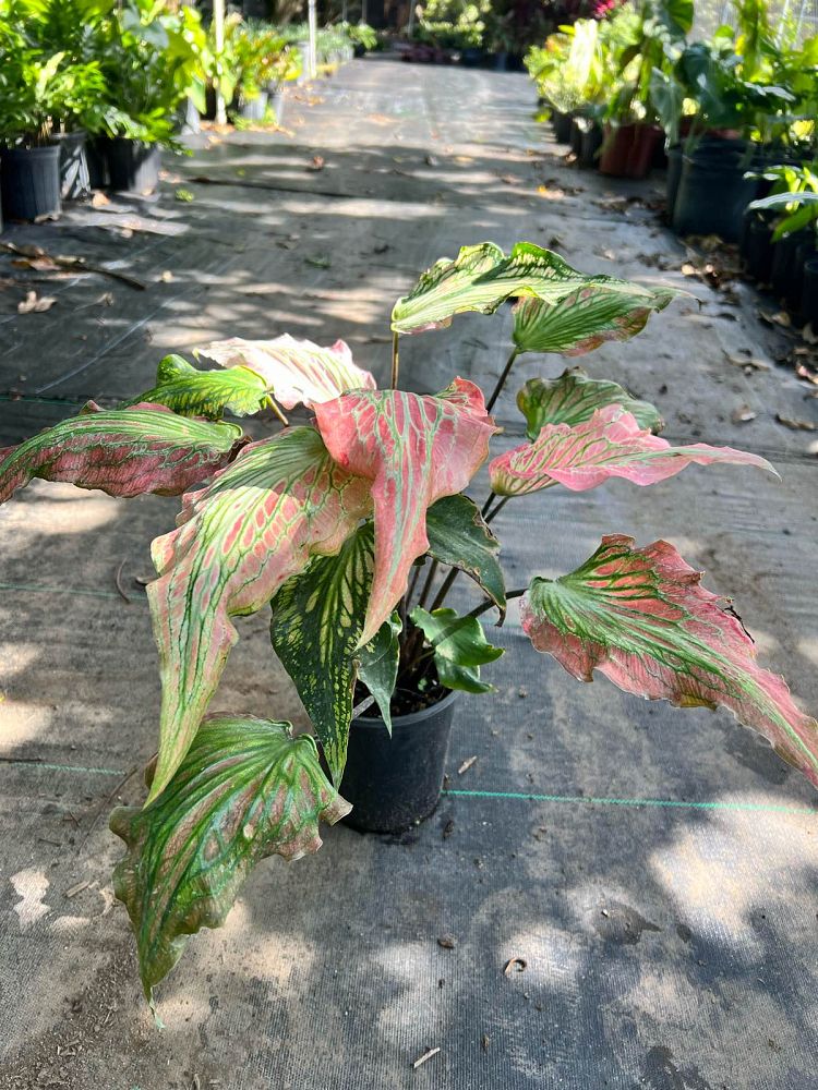 caladium