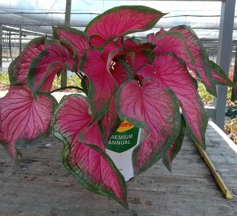 caladium-sweetheart