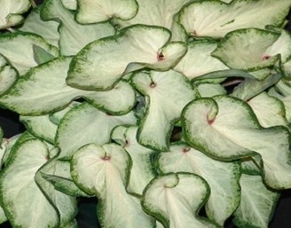 caladium-white-delight