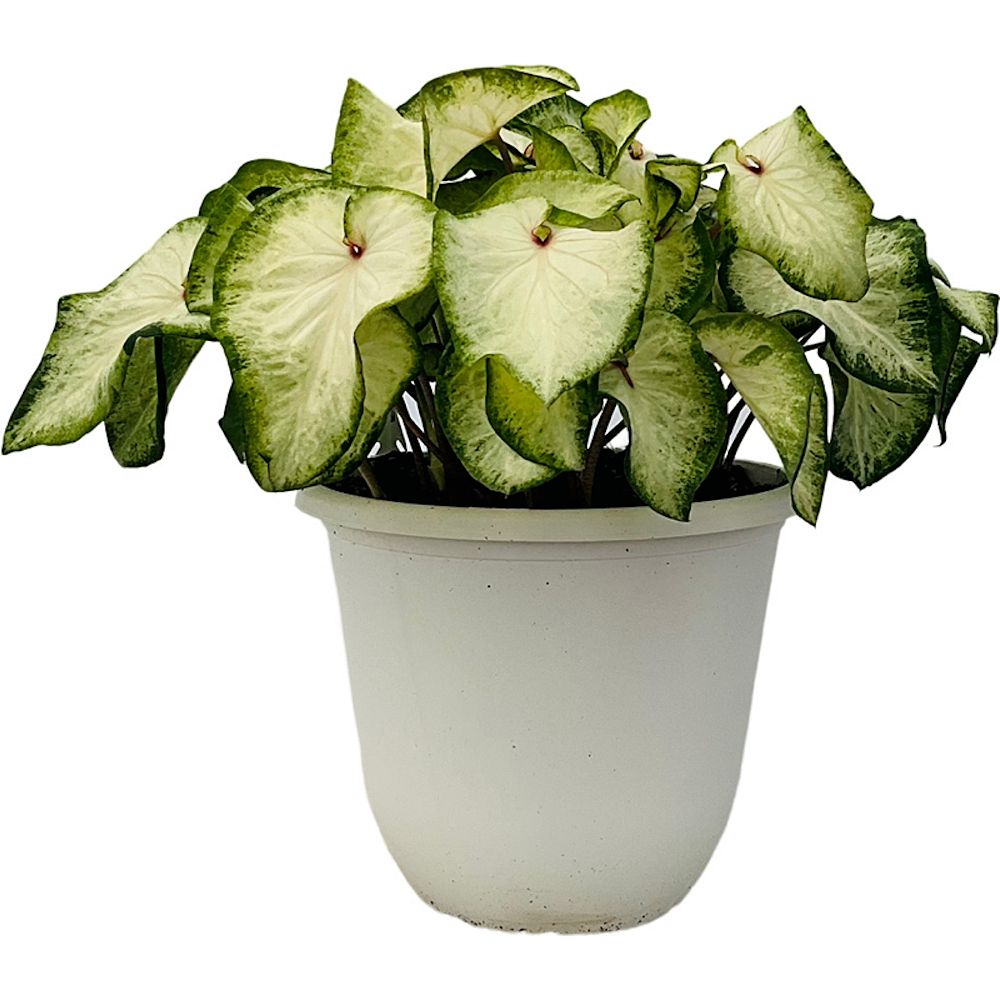 caladium-white-delight
