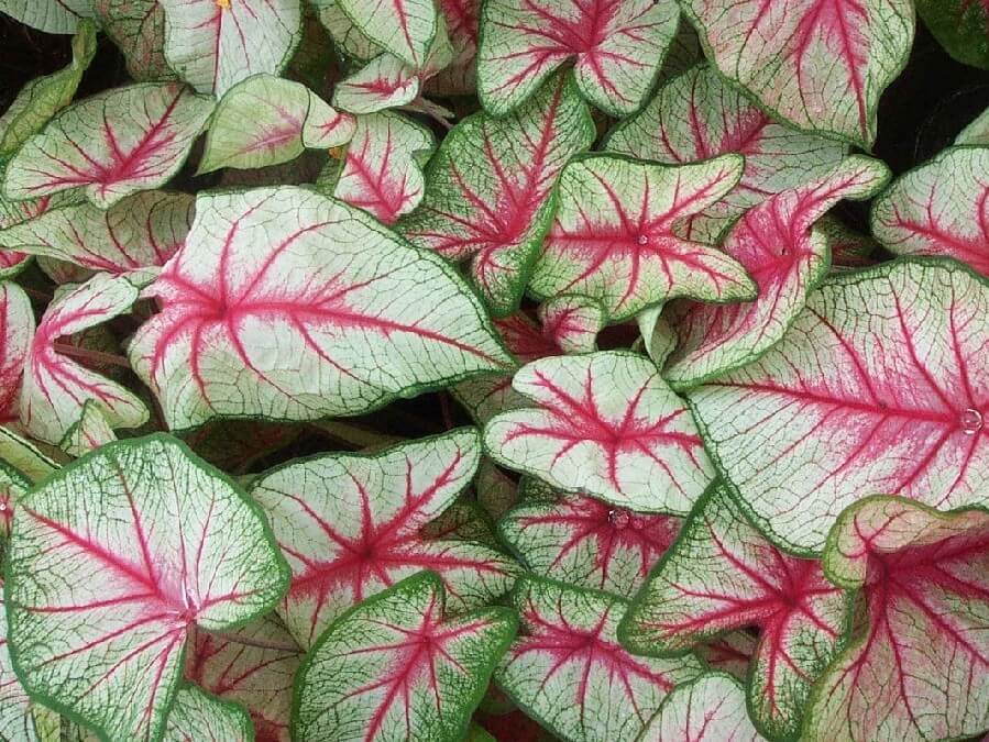 caladium-white-queen
