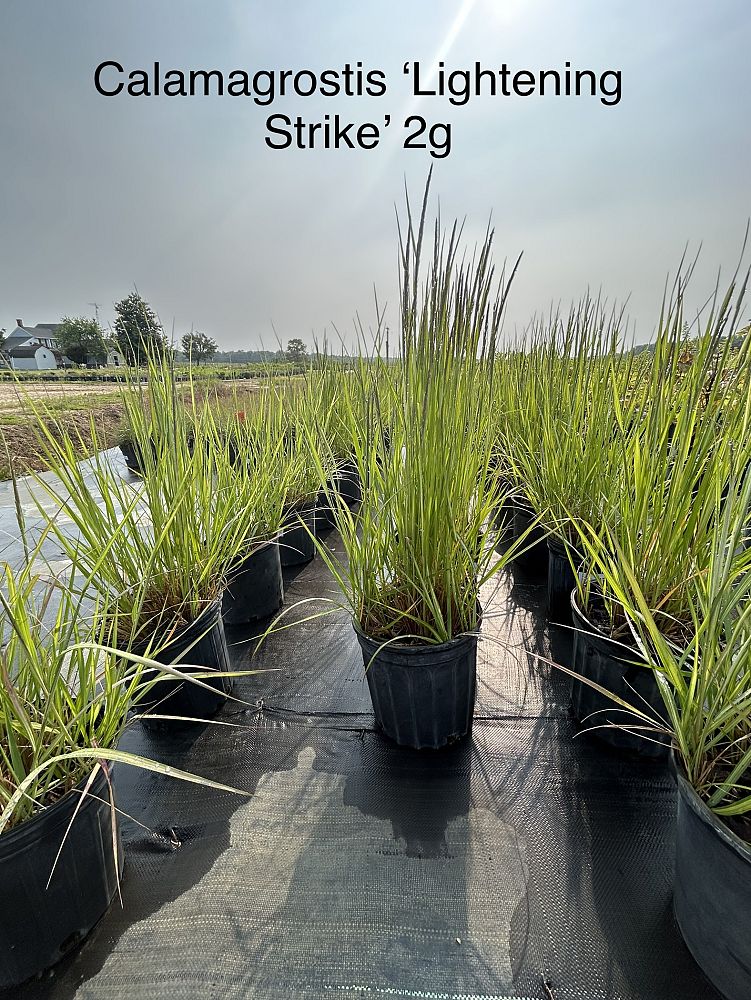calamagrostis-acutiflora-lightening-strike-feather-reed-grass