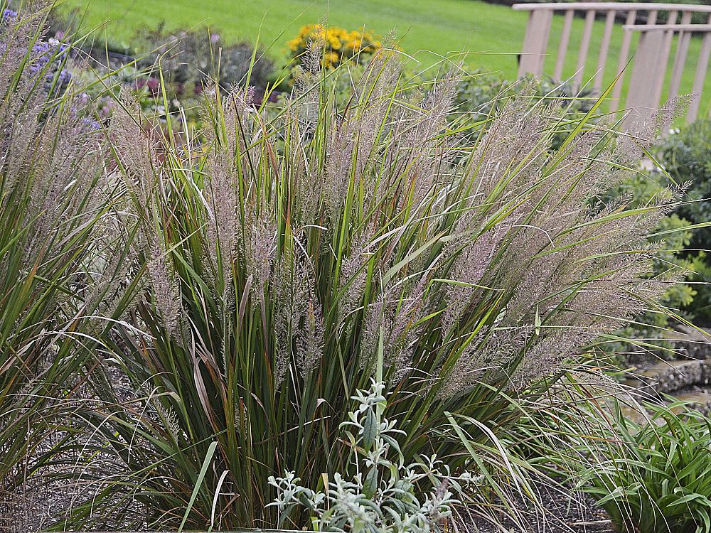 calamagrostis-brachytricha-korea-feather-grass