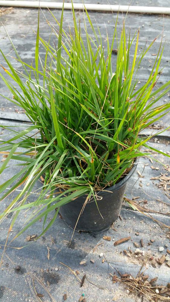 calamagrostis-x-acutiflora-karl-foerster-feather-reed-grass