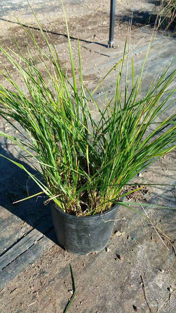 calamagrostis-x-acutiflora-karl-foerster-feather-reed-grass