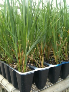 calamagrostis-x-acutiflora-karl-foerster-feather-reed-grass