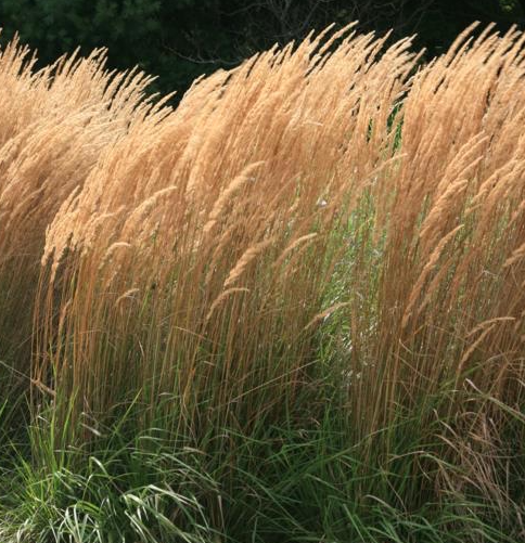 calamagrostis-x-acutiflora-karl-foerster-feather-reed-grass