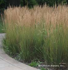 calamagrostis-x-acutiflora-karl-foerster-feather-reed-grass