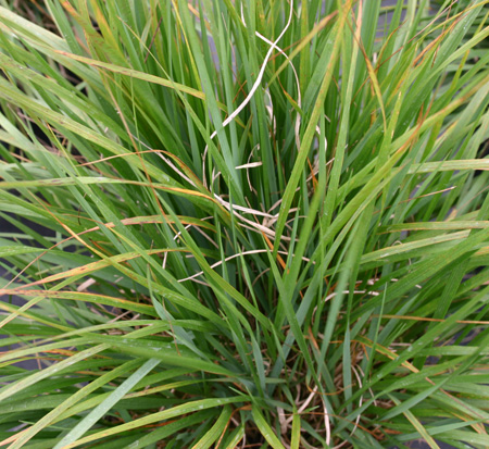 calamagrostis-x-acutiflora-karl-foerster-feather-reed-grass